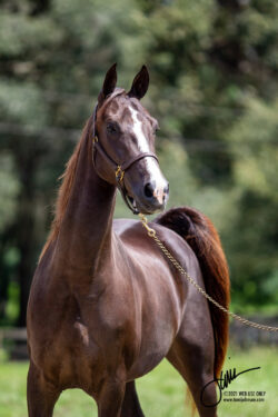 Whitemud Jill Kendal