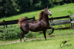 Whitemud Jill Kendal