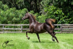 Whitemud Jill Kendal