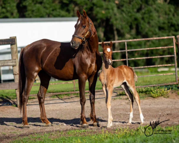 Callaway's Pretty Pendant