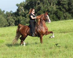 Far Away Kentucky Chrome