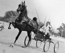 Match Point and Woody Henry