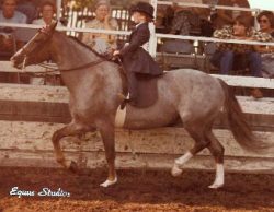 Thistle Pony & Lark Henry