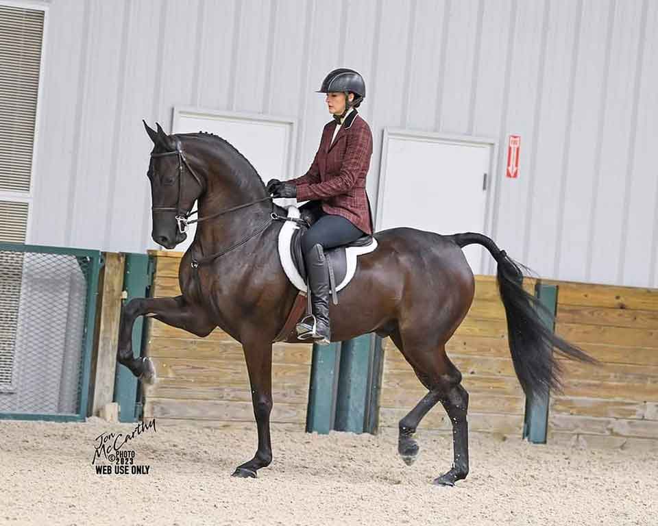 saddlebred hunter