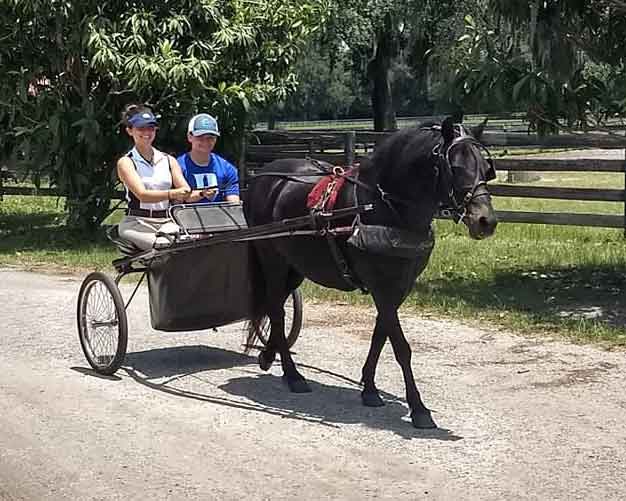 learn to drive a horse