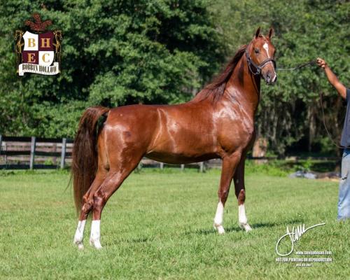 Destiny's Lady Lightning