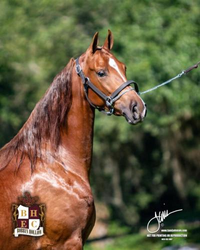 Destiny's Lady Lightning