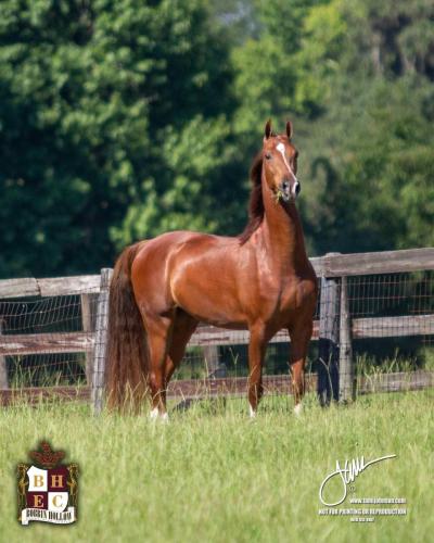 Destiny's Lady Lightning