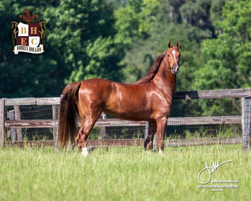 Destiny's Lady Lightning