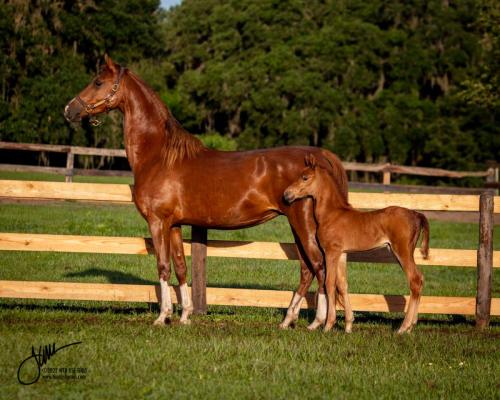 Destiny's Lady Lightning