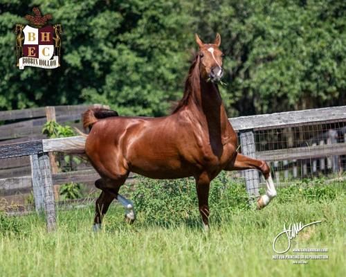 Destiny's Lady Lightning