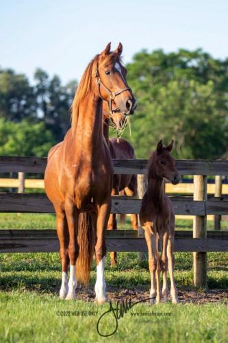 Destiny's Lady Lightning with Tula