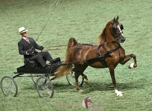 Nutcracker's Sweet N Sassy 