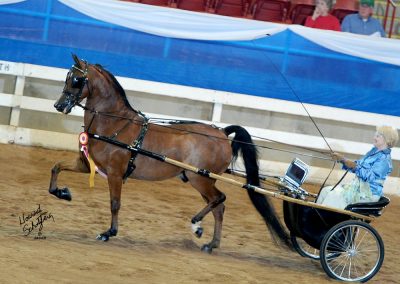 Gradell Center of Action