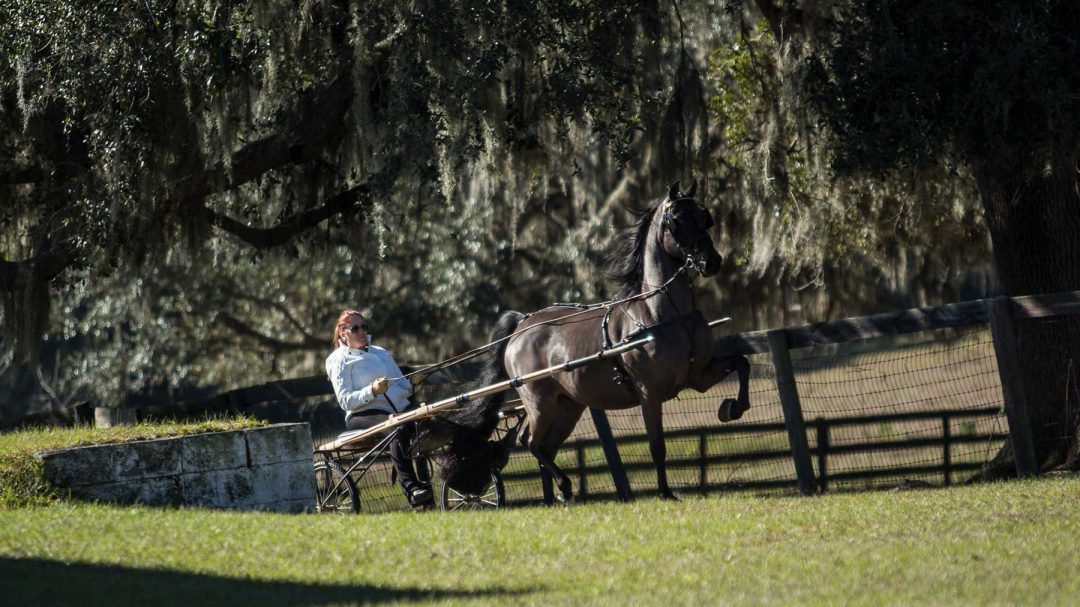 Bobbin Hollow Riding & Driving Lessons Horse Training Showing