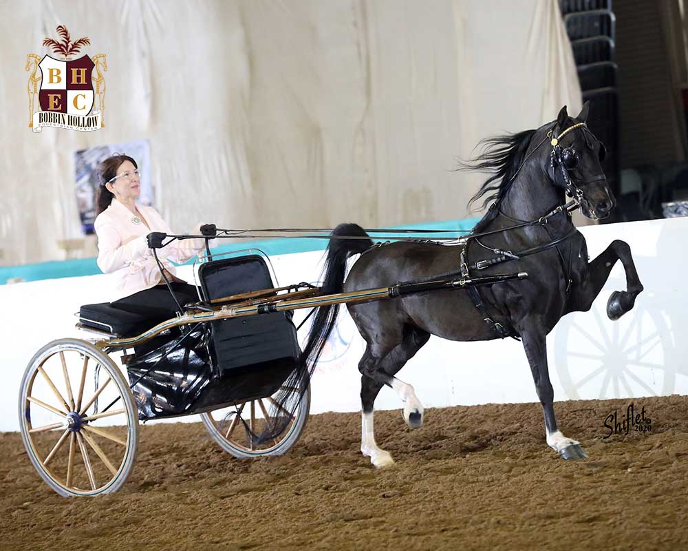 CH High Stepper's Simply Awesome